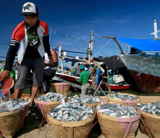 Investasi Kelautan-Perikanan Capai Rp7,82 Triliun, Hilirisasi Makin Nyata?